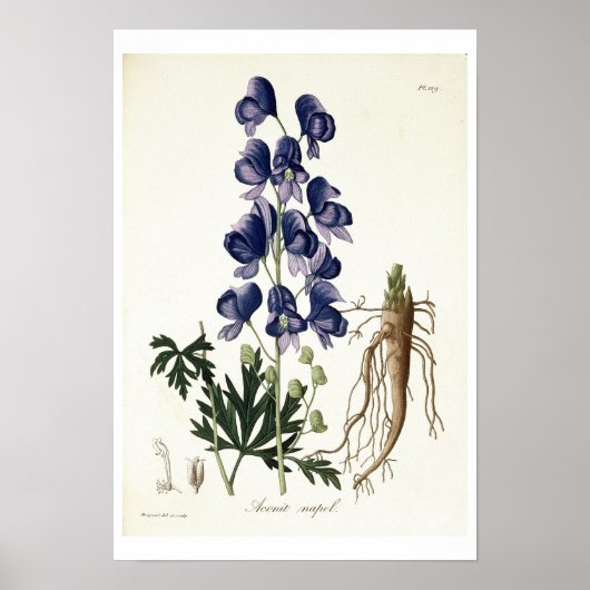Aconitum Napellus von der "Phytographie Medicale" Poster (Vorne)