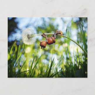 Acorn-Elf auf dem Löwenzahn Postkarte