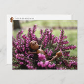 Acorn elf auf der Ansichtskarte für den Gesundheit Postkarte (Vorne/Hinten)