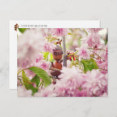 Acorn-Elf auf der blühenden Sakura-Baumkarte Postkarte (Vorne/Hinten)