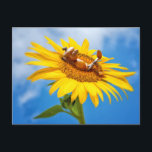 Acorn elf auf der Sonnenblume - Sommerpostkarte Postkarte<br><div class="desc">Acorn elf auf der Sonnenblume - Sommerpostkarte - lustige Sommerpostkreuzung Postkarte</div>