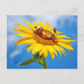 Acorn elf auf der Sonnenblume - Sommerpostkarte Postkarte (Vorderseite)