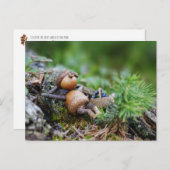 Acorn-Elf, der im Wald ruht Postkarte (Vorne/Hinten)