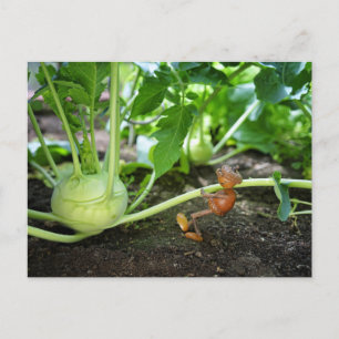 Acorn Elf Frühlingsgärtner Postkarte