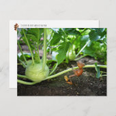 Acorn Elf Frühlingsgärtner Postkarte (Vorne/Hinten)