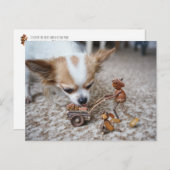 Acorn elf fütternd Chihuahua Postkarte (Vorne/Hinten)