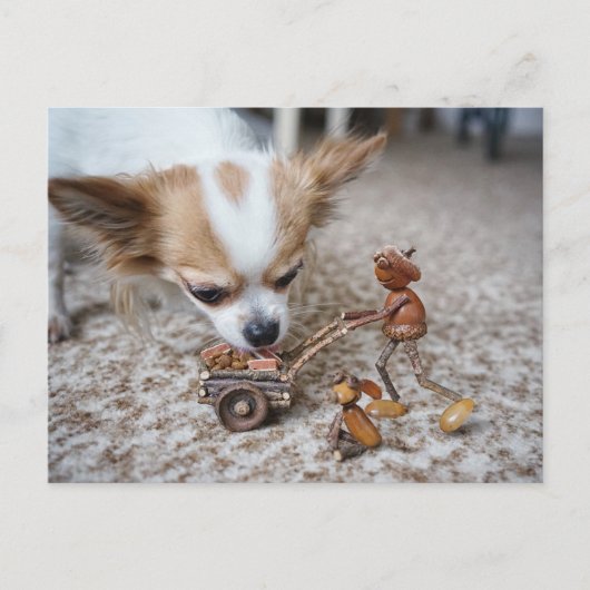 Acorn elf fütternd Chihuahua Postkarte (Vorderseite)