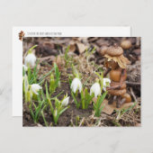 Acorn Elf Girl mit Schneeflocke-Blume Frühjahr Postkarte (Vorne/Hinten)