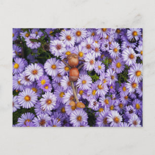 Acorn elf in den Blume Postkarte