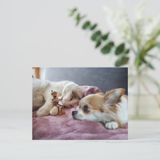 Acorn elf liest einem Hund und einer Katze ein Mär Postkarte (Stehend Vorderseite)