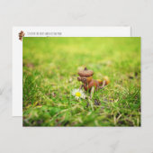 Acorn elf mit daisy Blume Federung Postkarte (Vorne/Hinten)