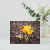 Acorn-Elf mit gelber Blume Postkarte (Stehend Vorderseite)