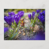 Acorn Elf mit lila Krokus-Blume Frühjahr Postwagen Postkarte (Vorderseite)