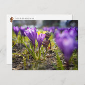 Acorn-Elf mit lila Krokus-Blume Postkarte (Vorne/Hinten)