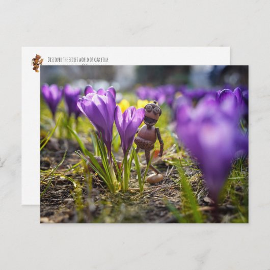 Acorn-Elf mit lila Krokus-Blume Postkarte (Vorne/Hinten)