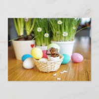 Acorn Elf mit Ostereiern Ostern Postkarte