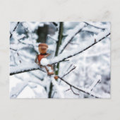 Acorn Elf mit Schneeball - Winterpostkarte Postkarte (Vorderseite)