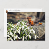 Acorn Elf mit Schneeflocke Blume Postkarte (Vorne/Hinten)