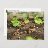 Acorn elf spring gardener postcard postkarte (Vorne/Hinten)
