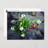 Acorn elf with snowflake flower spring postcard postkarte (Vorne/Hinten)