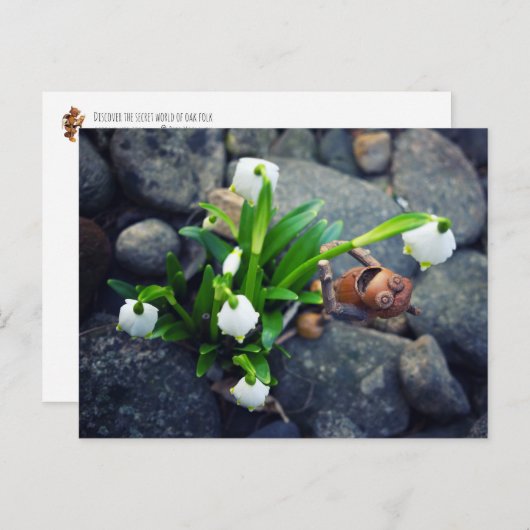 Acorn elf with snowflake flower spring postcard postkarte (Vorne/Hinten)