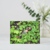 Acorn entspannend in vierblättrigen Kleeblatten. S Postkarte (Stehend Vorderseite)