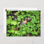 Acorn entspannend in vierblättrigen Kleeblatten. S Postkarte (Vorne/Hinten)