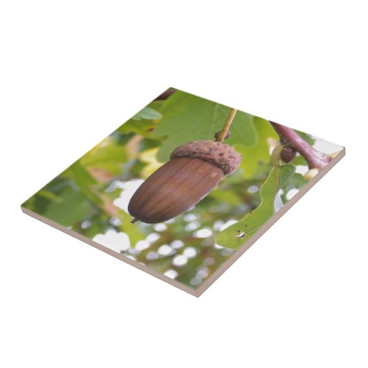 Acorn in einem Eichenbaum Fliese (Seite)