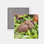 Acorn Kühlschrank Magnet (Vorderseite/Rückseite)