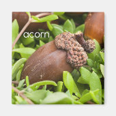 Acorn Kühlschrank Magnet (Vorne)