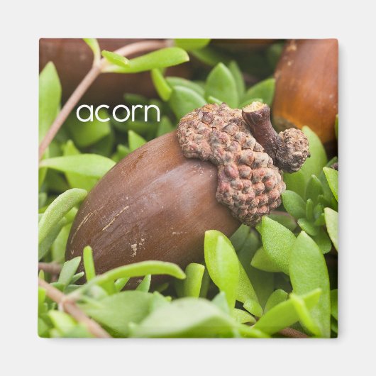 Acorn Kühlschrank Magnet (Vorne)