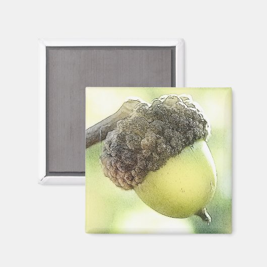 Acorn Magnet (Vorderseite/Rückseite)