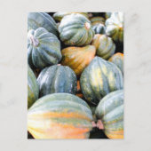 Acorn Squash Postkarte (Vorderseite)