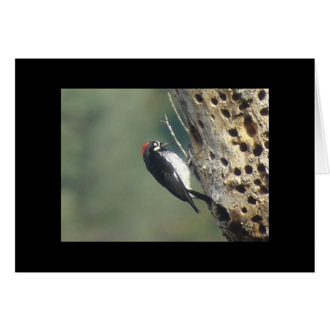 Acorn Woodpecker Card (Vorderseite (Horizontal))