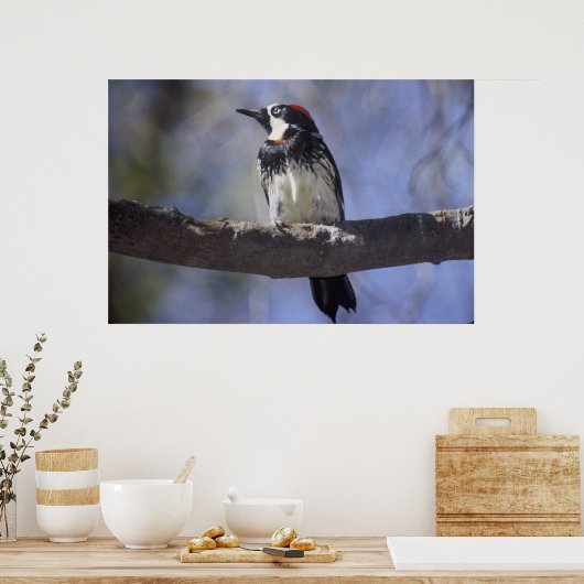 Acorn Woodpecker Poster (Küche)