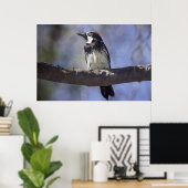 Acorn Woodpecker Poster (Heimbüro)