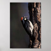 Acorn Woodpecker Poster (Vorne)