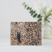 Acorn Woodpecker Postkarte (Stehend Vorderseite)