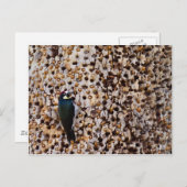 Acorn Woodpecker Postkarte (Vorne/Hinten)