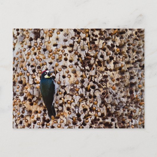 Acorn Woodpecker Postkarte (Vorderseite)