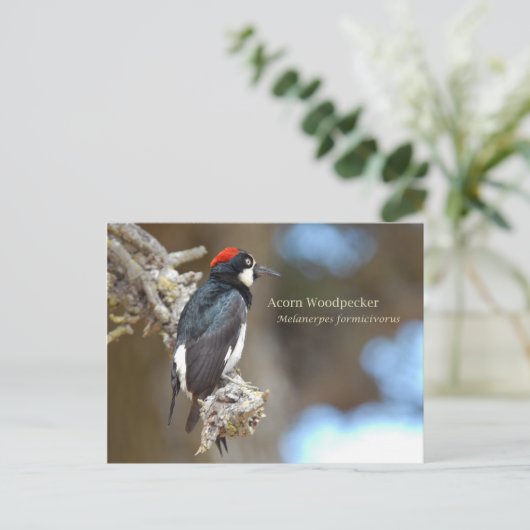 Acorn Woodpecker Postkarte (Stehend Vorderseite)
