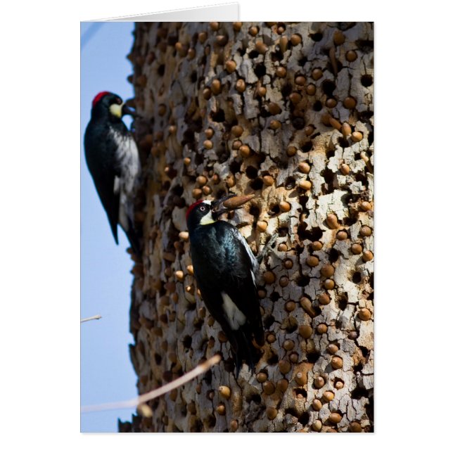 Acorn Woodpeckers (Vorne)