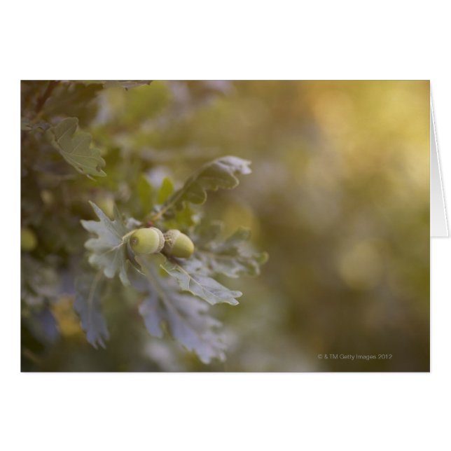 Acorne auf Eichenbaum. (Vorderseite (Horizontal))