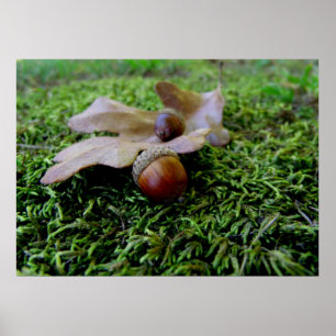 Acorne und ein Eichenfisch Poster