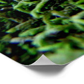 Acorne und ein Eichenfisch Poster (Ecke)