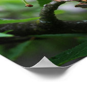 Acornelf frisst Kirschen an der Baumsommerposte Poster (Ecke)