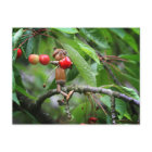 Acornelf frisst Kirschen im Baumsommer