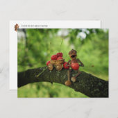 Acornelf frisst Kirschen im Baumsommer Postkarte (Vorne/Hinten)