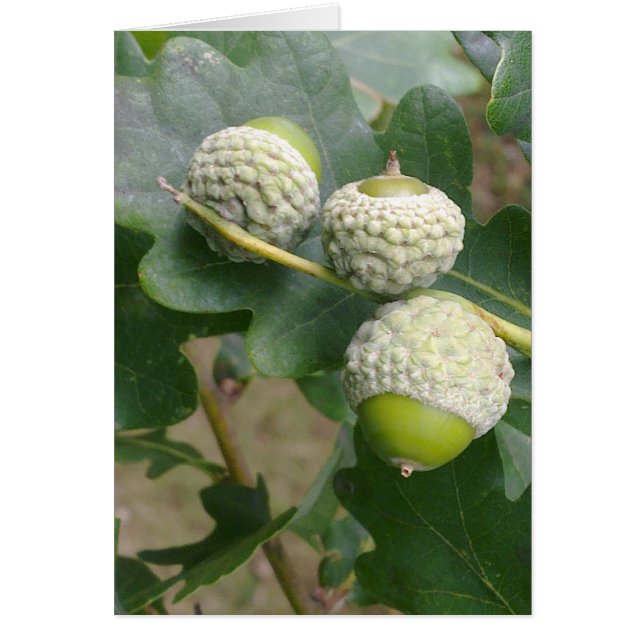 Acorns-Karte (Vorne)