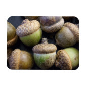 Acorns Magnet (Horizontal)